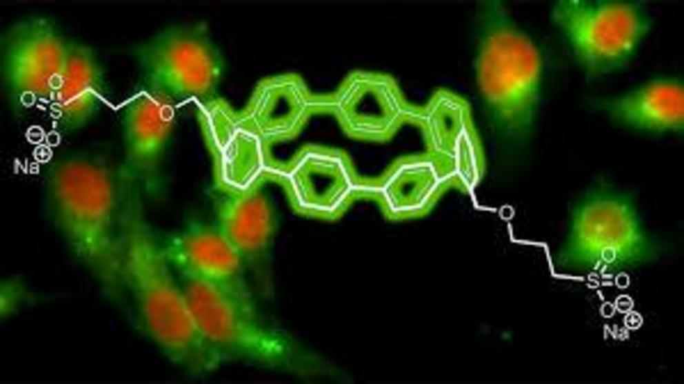 Chemists create circular fluorescent dyes for biological imaging ...