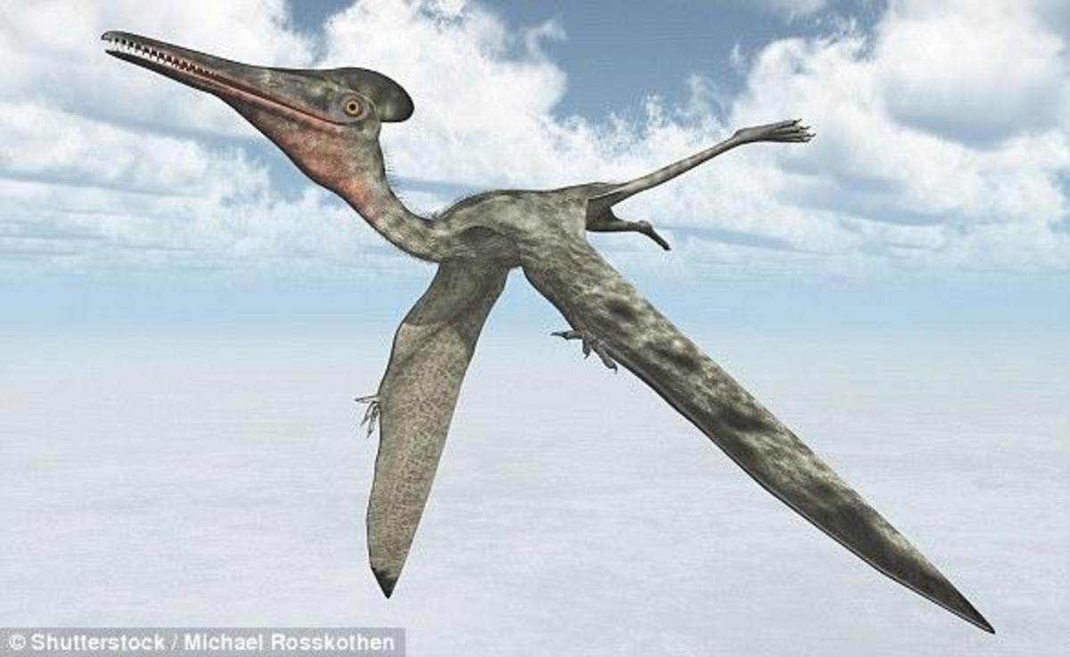 pterodactyl reptile