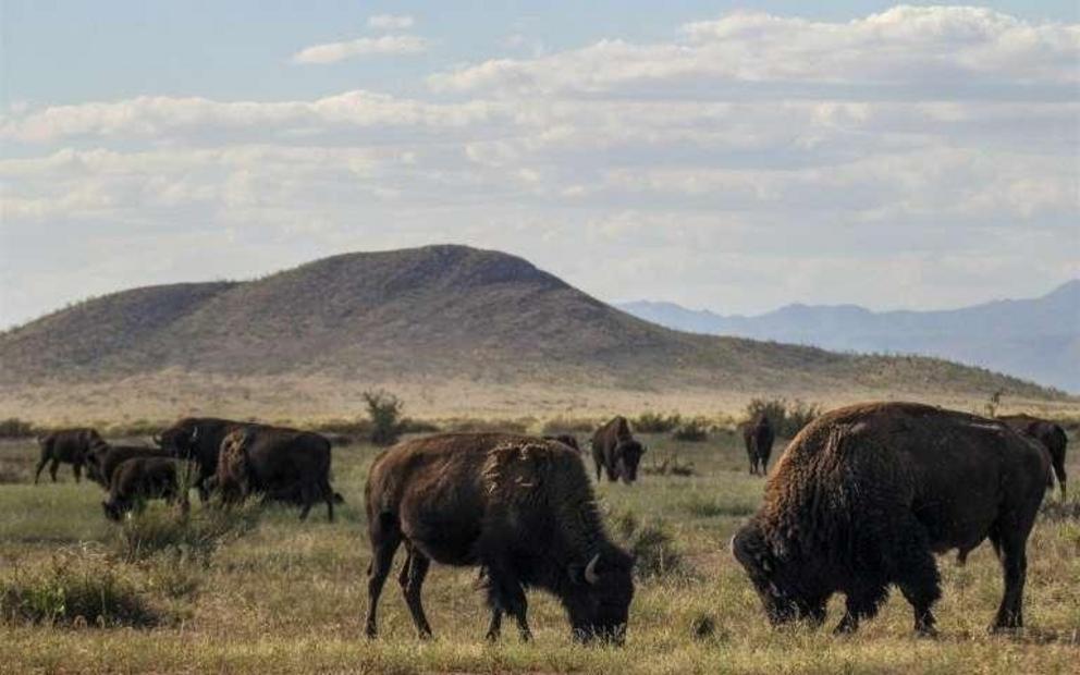In 2009, 23 American bison were introduced to the El Uno ranch in Chihuahua, Mexico as part of a conservation plan for the species