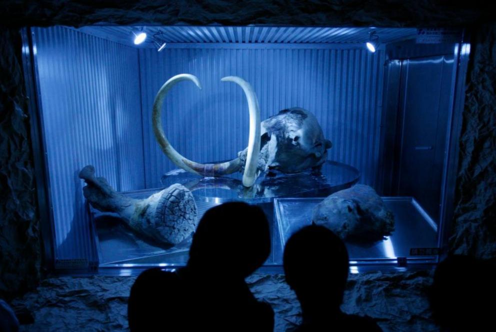 Frozen remains of two more woolly mammoths, long extinct elephants in the Ice Age uncovered from the Siberian permafrost in 2008