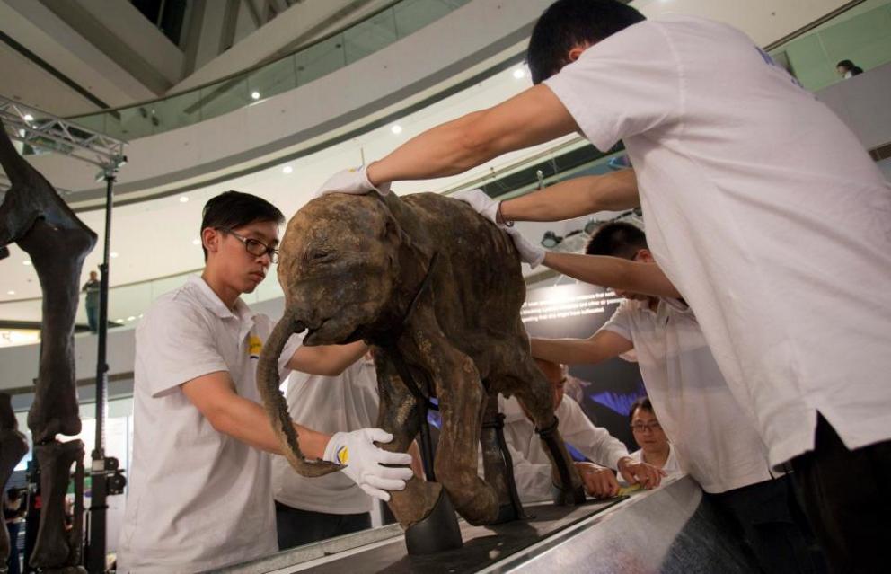 'Lyuba', a 42,000 year-old baby woolly mammoth which was discovered in 2007 by reindeer herders in Siberia almost completely intact