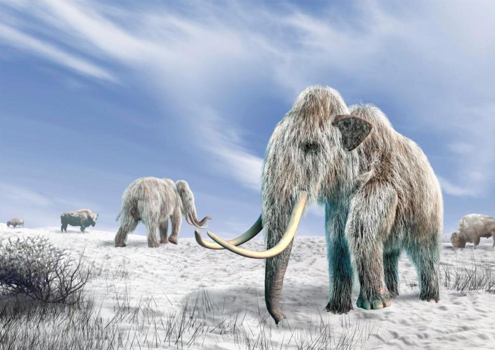 Cloned hybrid woolly mammoths would return to the very place they died out 