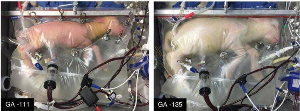 Artificial wombs would be used for a baby mammoth and have already been used to grow lambs as shown here in a technique revealed last year