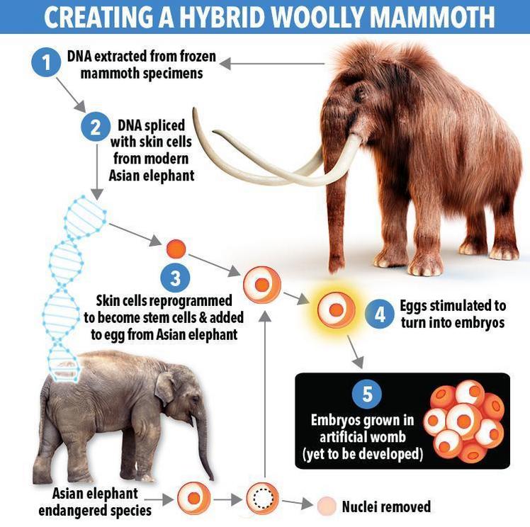 Prof Church said he wants to then grow a hybrid woolly mammoth/elephant hybrid within an artificial womb rather than using a female elephant as a surrogate mum. 