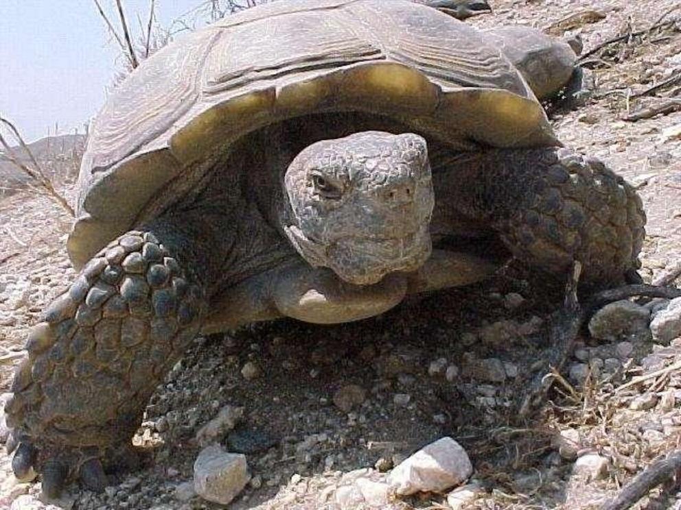 Agassiz's desert tortoise.