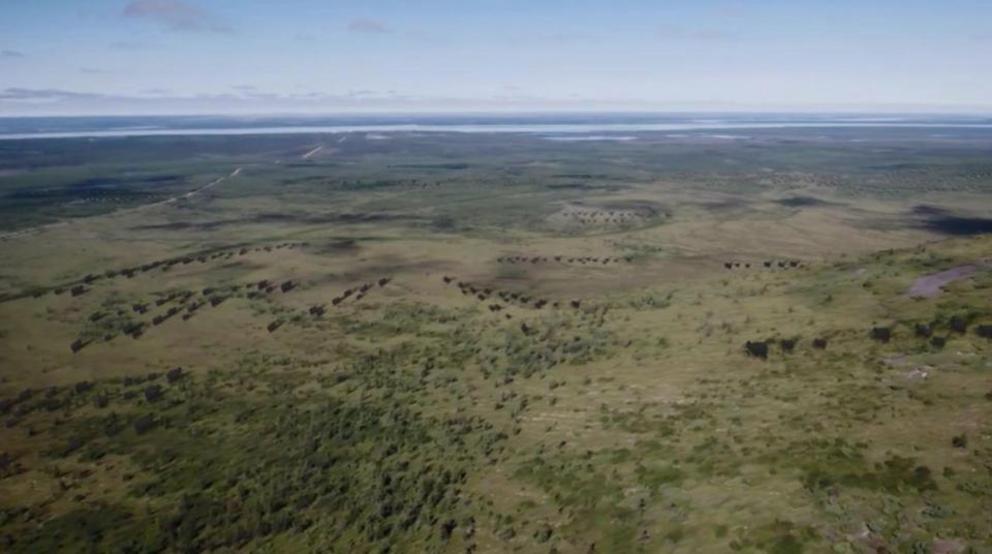 An artist's impression of how the 'Ice Age Park' in Siberia will look with herds of woolly mammoths roaming around