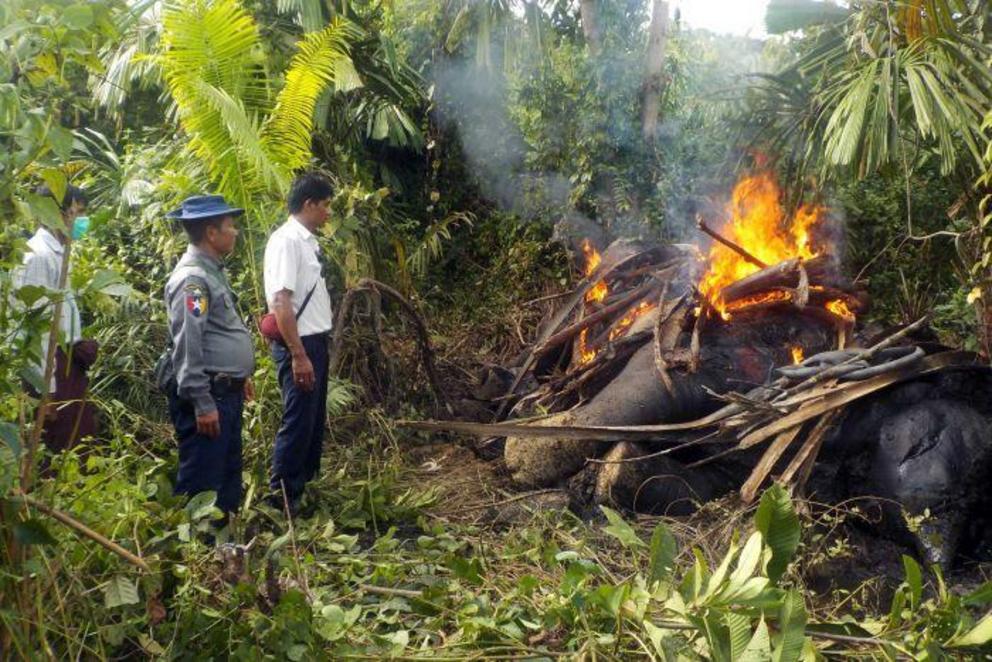 Myanmar officials burn the corpse of an elephant killed by poachers.