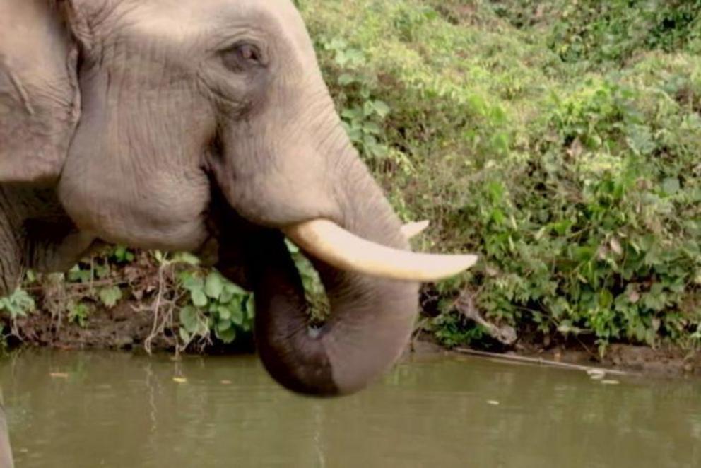 There are estimated to be only a couple of thousand of elephants left in the wild in Myanmar.