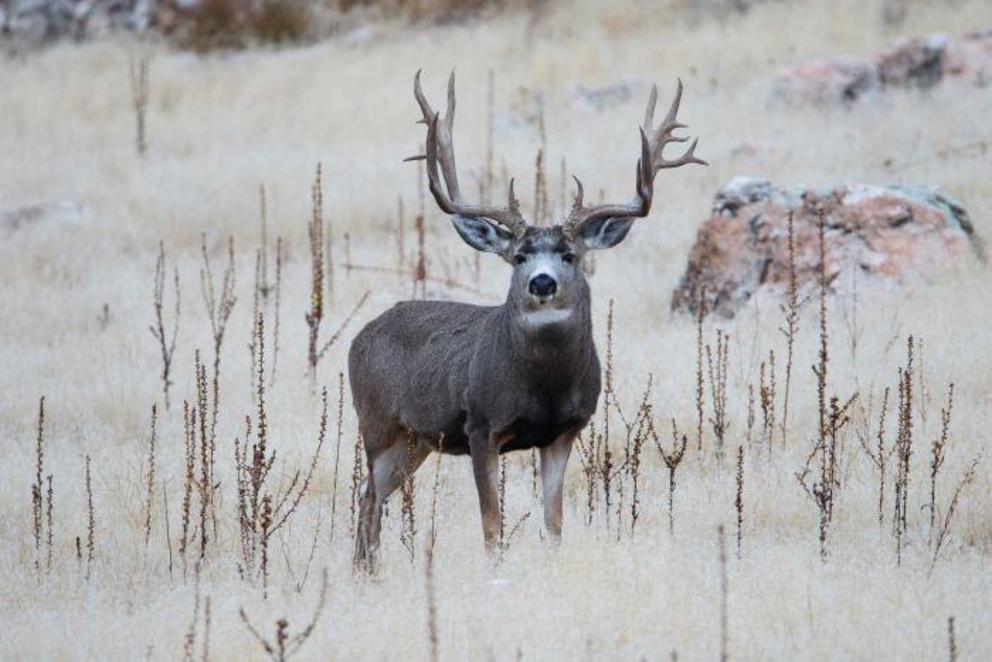 Mule deer jumped a 2.4-metre fence to reach Pando.