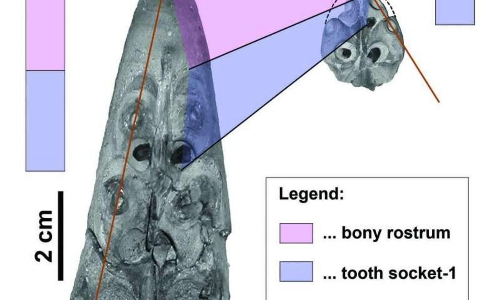 Comparison of a juvenile (L) and neonate (R) Tylosaurus fossil.