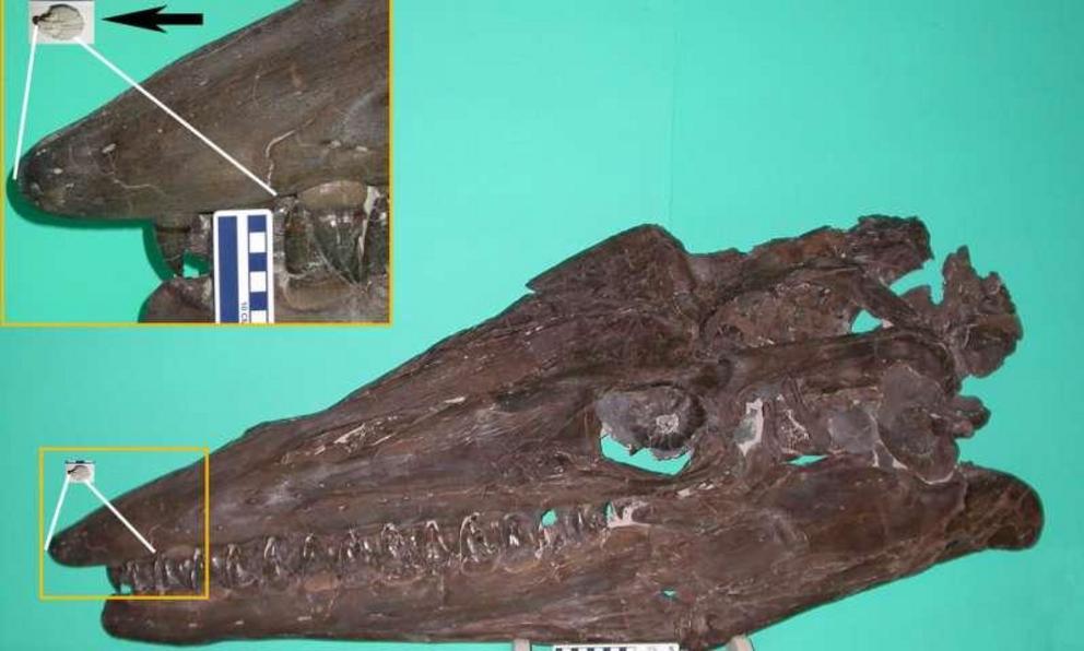 The neonate fossil next to the fully formed Tylosaurus skull measuring 1.2m.