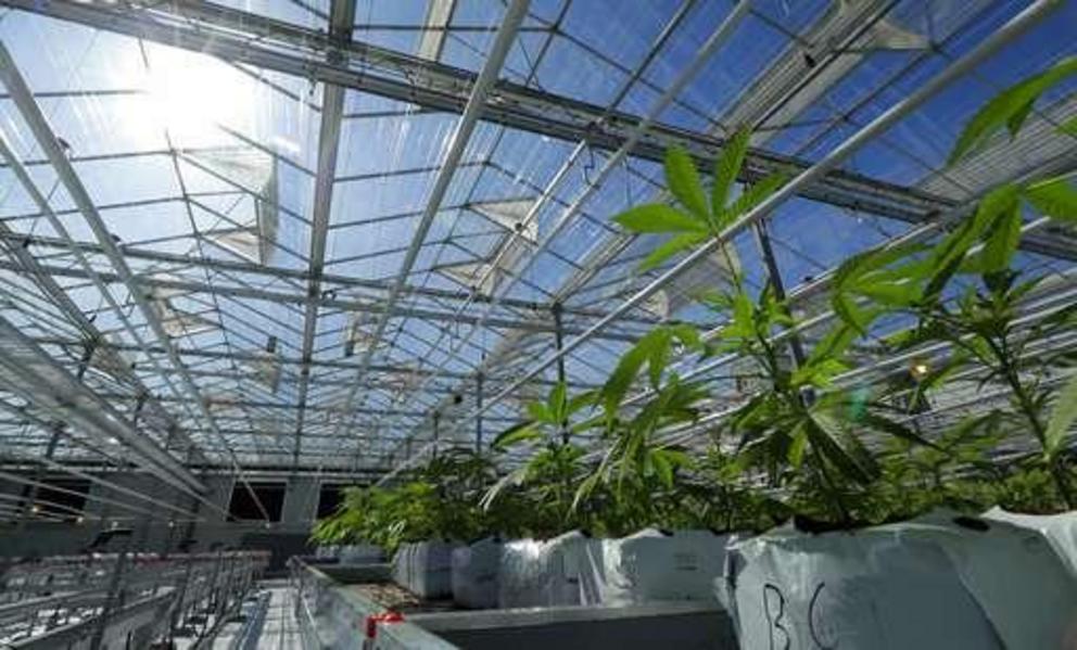 In this Sept. 25, 2018 photo, marijuana plants are shown growing in a massive tomato greenhouse being renovated to grow pot in Delta, British Columbia, that is operated by Pure Sunfarms, a joint venture between tomato grower Village Farms International, a