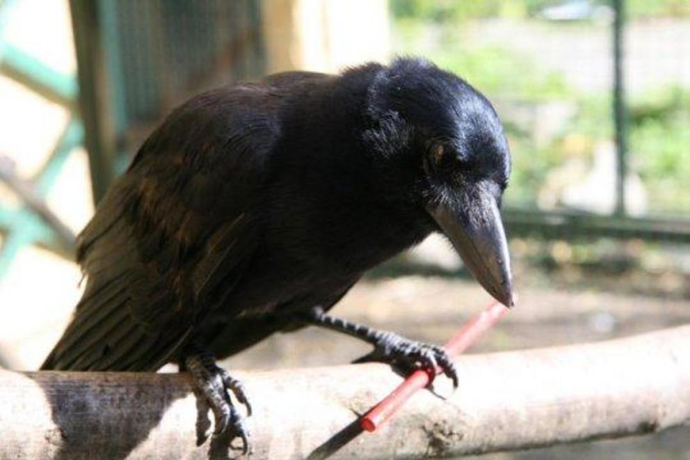 This is a new Caledonian crow with a stick tool. Credit: Auguste von Bayern