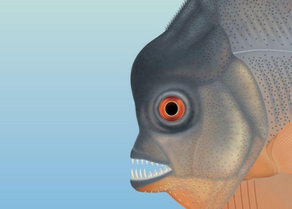 An artist's impression of the ancient piranha 