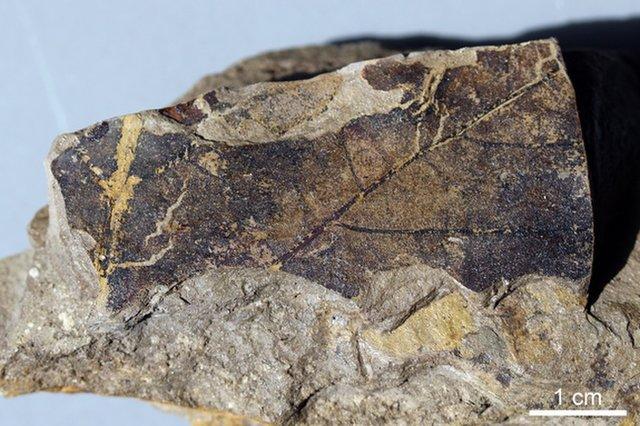 Fossil of oldest flowering tree in North America discovered, and it was ...