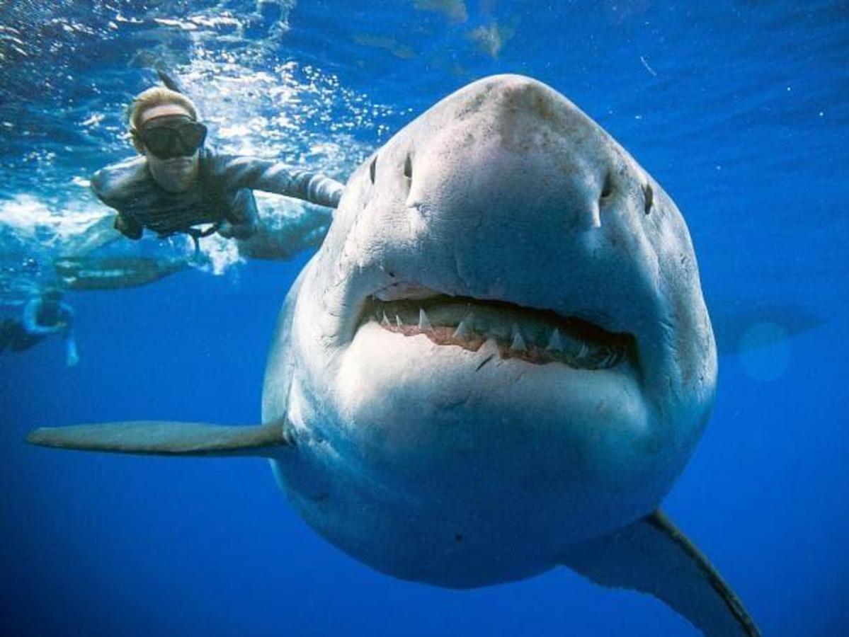 Amazing Pics Show Divers Swimming With Famous Great White Shark In Rare