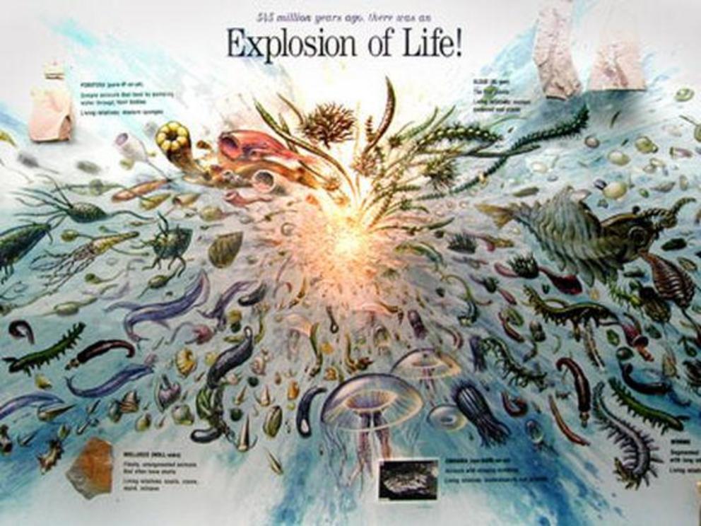 denying-darwin-the-cambrian-explosion-nexus-newsfeed