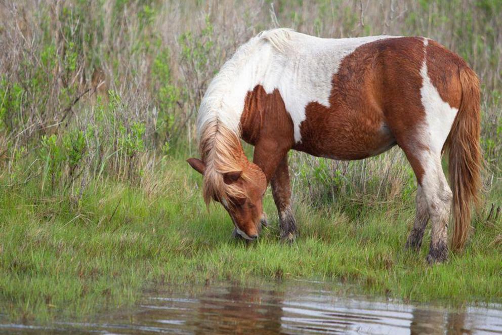 The fungus can be spread in the water or can be inhaled.