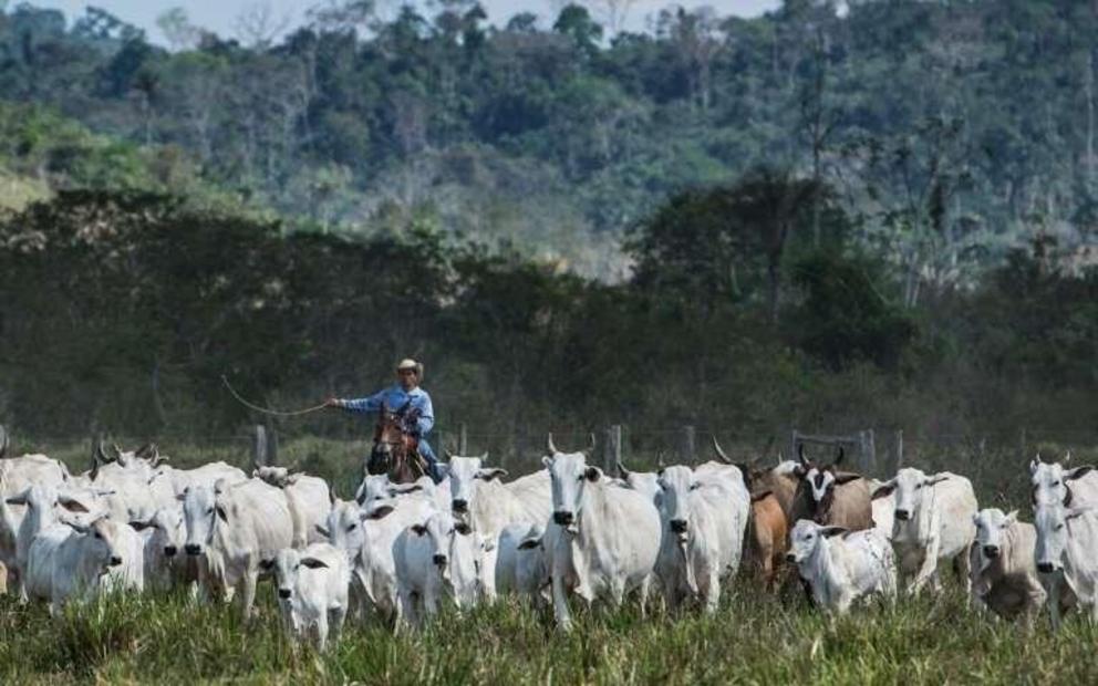 Not only do cattle pass massive quantities of planet-warming methane, but huge swathes of carbon-absorbing forests –- mostly in Brazil -– are cut down every year to make room for them