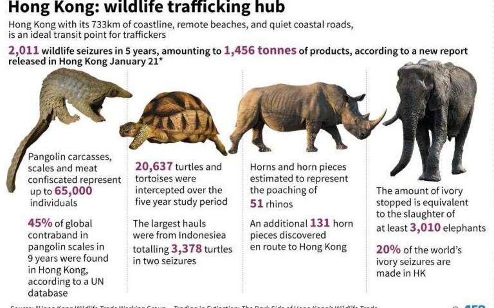 Pictures showing wildlife that being smuggled in Hong Kong