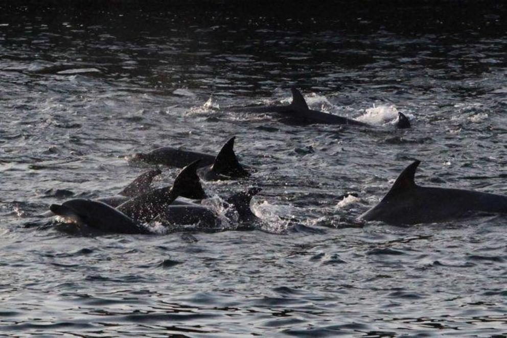 Every year the fishermen of Taiji drive hundreds of dolphins into a cove, select some for sale to marine parks, release some and kill the rest for meat.