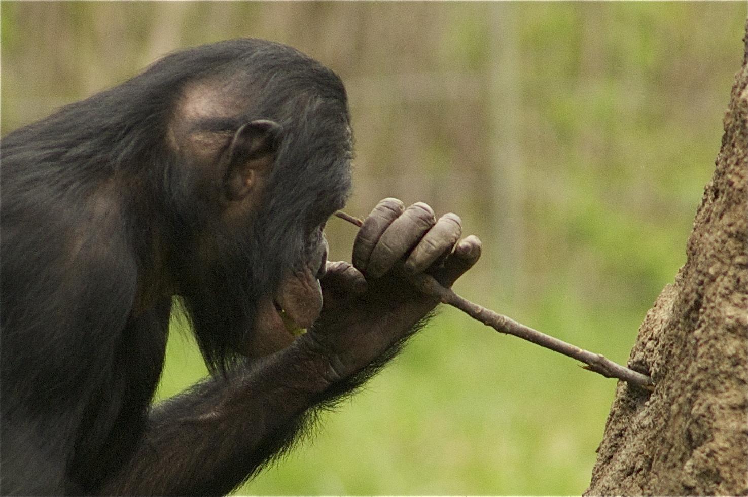 New chimpanzee culture discovered - Nexus Newsfeed