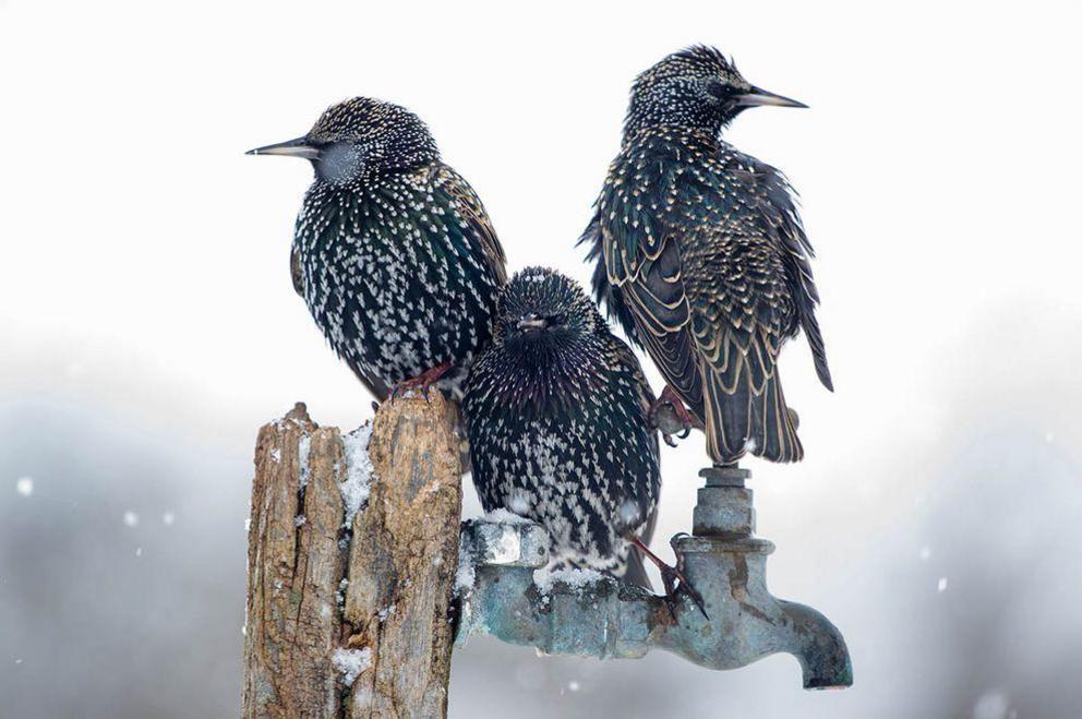 'Starlings'