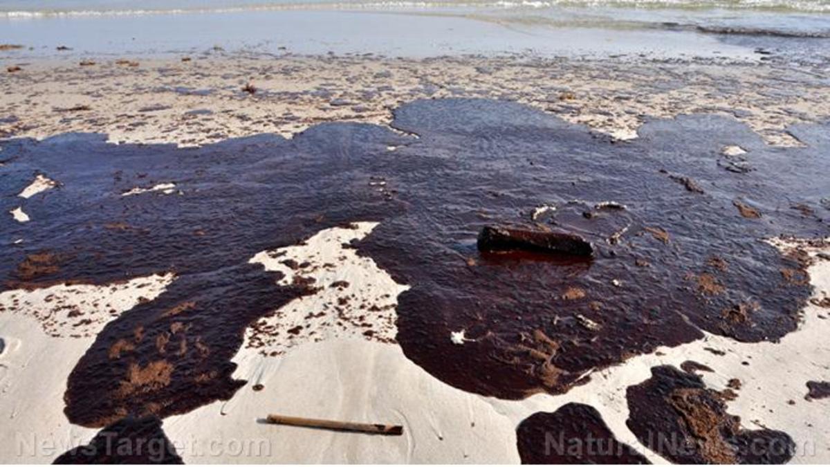 Deepwater Horizon oil spill’s effects are still being seen: Atlantic stingrays found to have