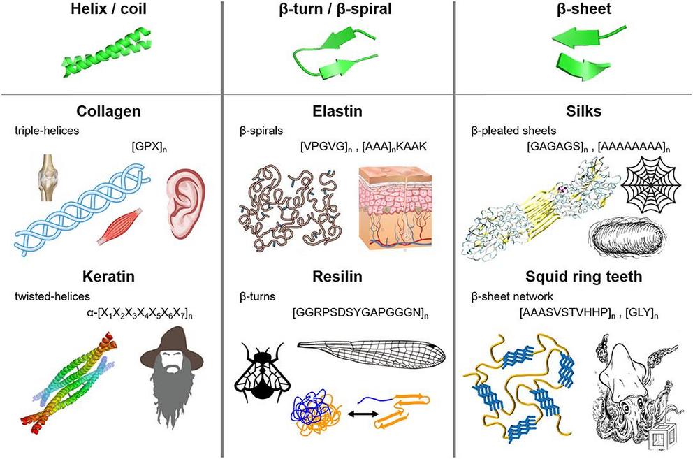 Molecular architecture and repetitive sequences of fibrous protein polymers: (i) coiled-coils (e.g., collagen and keratin), (ii) ?-turns/spirals (e.g. elastin and resilin), and (iii) ?-sheets (e.g., silks and squid ring teeth).
