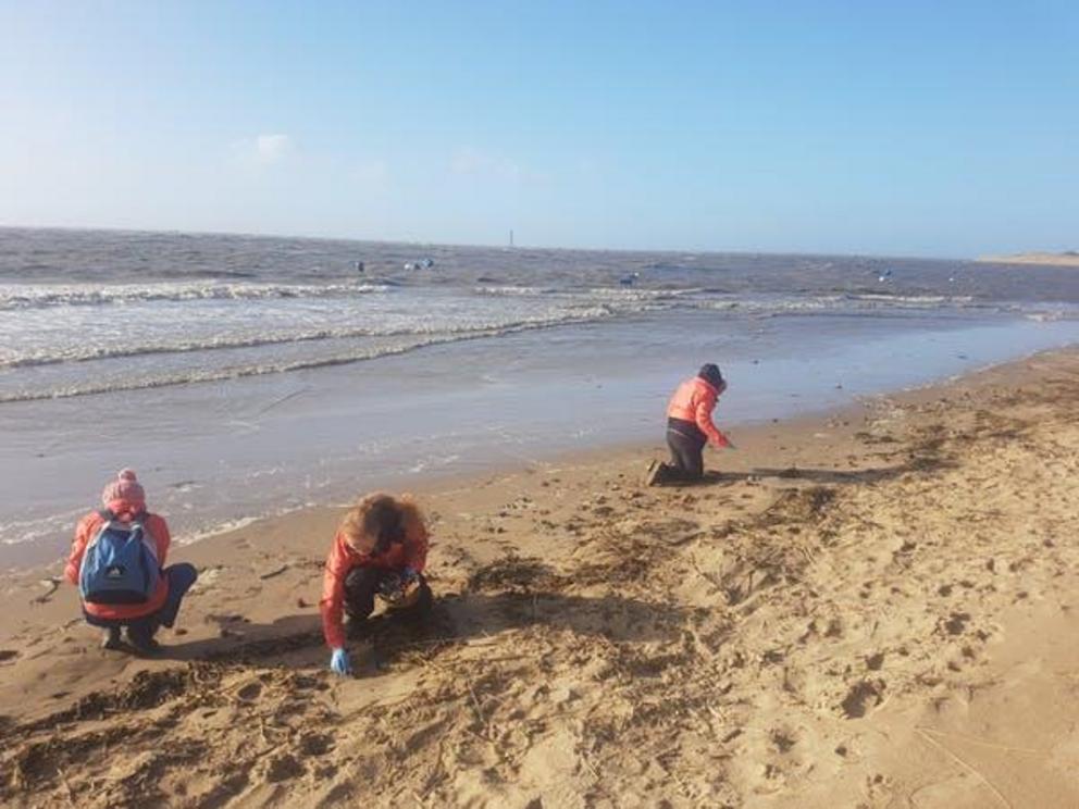 Volunteers survey the beach for nurdles.