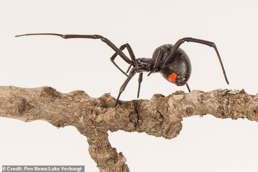 Deadly relative of the deadly Black Widow spider is discovered - Nexus