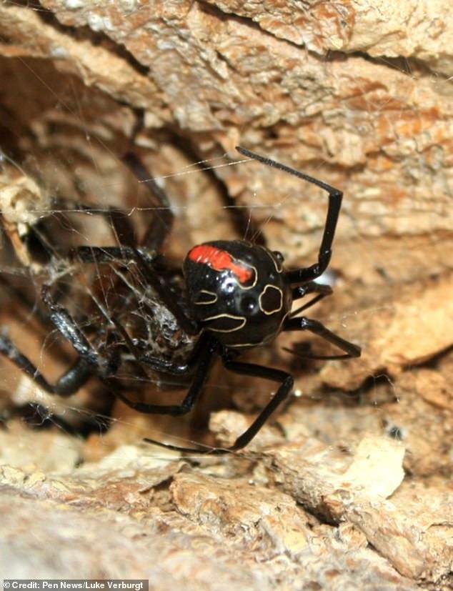 Deadly relative of the deadly Black Widow spider is discovered - Nexus