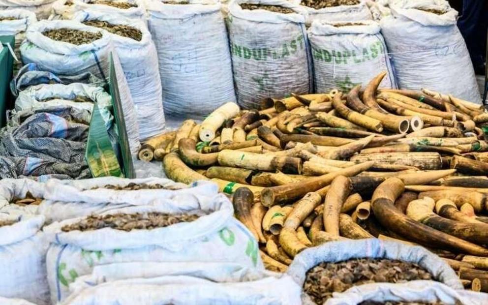 Some 2,100 kilos of ivory tusks were also found hidden inside a container at a customs facility