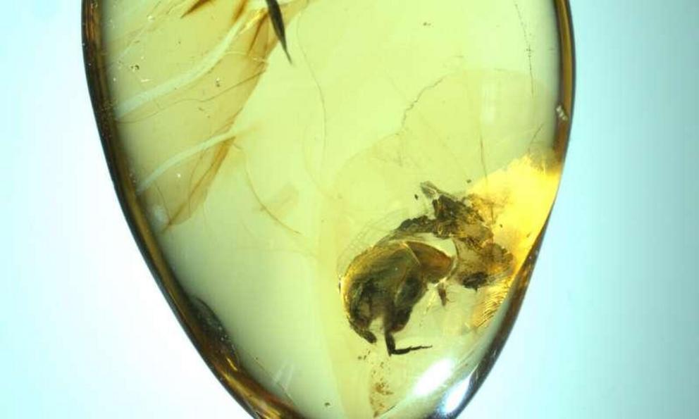 A. burmitina in amber. The 99-million-year-old fossil, recovered from a mine in northern Myanmar, also contains 62 pollen grains from a eudicot flower. It is the earliest known physical evidence of insect pollination.