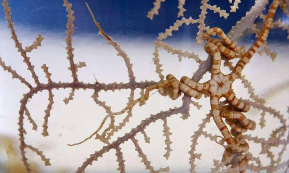 In this July 20, 2010 file photo, a soft coral and a brittle star, which were collected from the Gulf of Mexico, are displayed at the Smithsonian Museum Support Center in Suitland, MD. Federal regulators are close to approving a protection plan for vulner