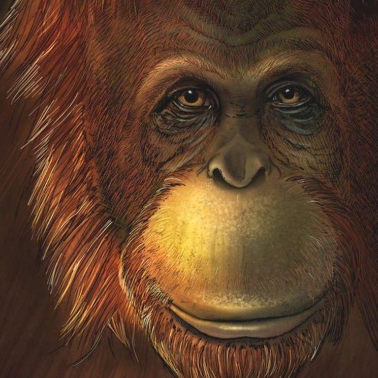Artist reconstruction of the ape 