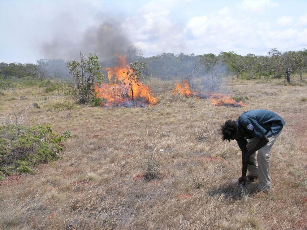 Burning Garanhan Photo courtesy Dhimurru Aboriginal Corporation