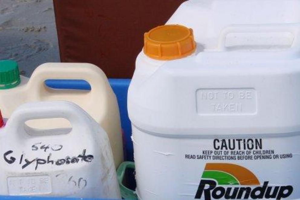 Glyphosate, sold as Roundup, is one of Australia's most common and effective weedkillers.  (ABC Rural: Rose Grant)