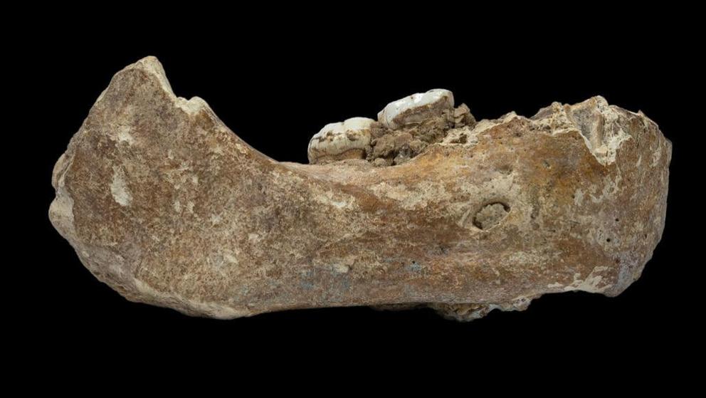 A partial jaw, unearthed on the Tibetan Plateau, is one of several Denisovan fossils reported in 2019.  Dongju Zhang/Lanzhou Univ.