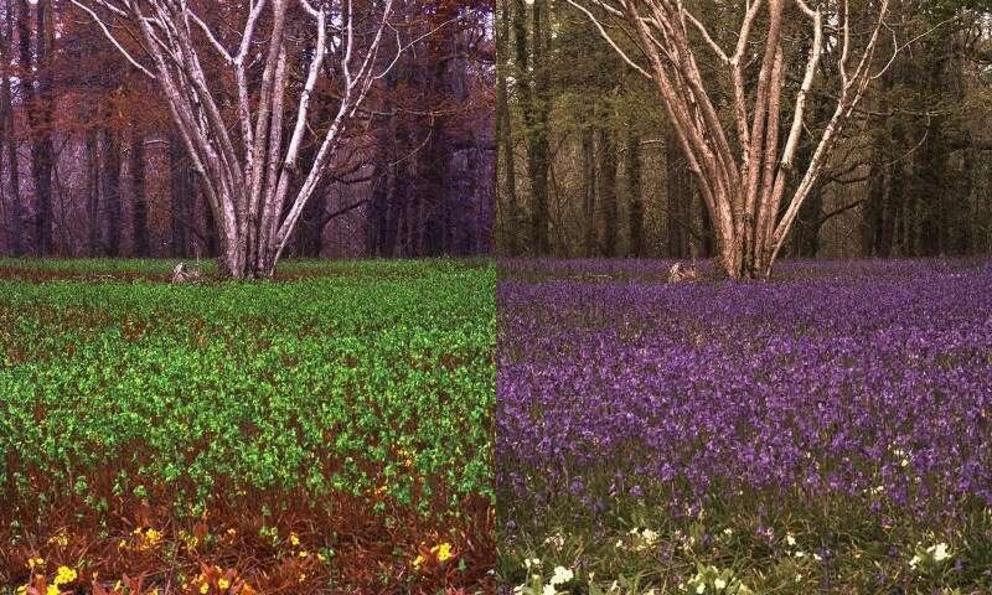 A field of bluebells from the perspective of a human (left) and a bee (right).