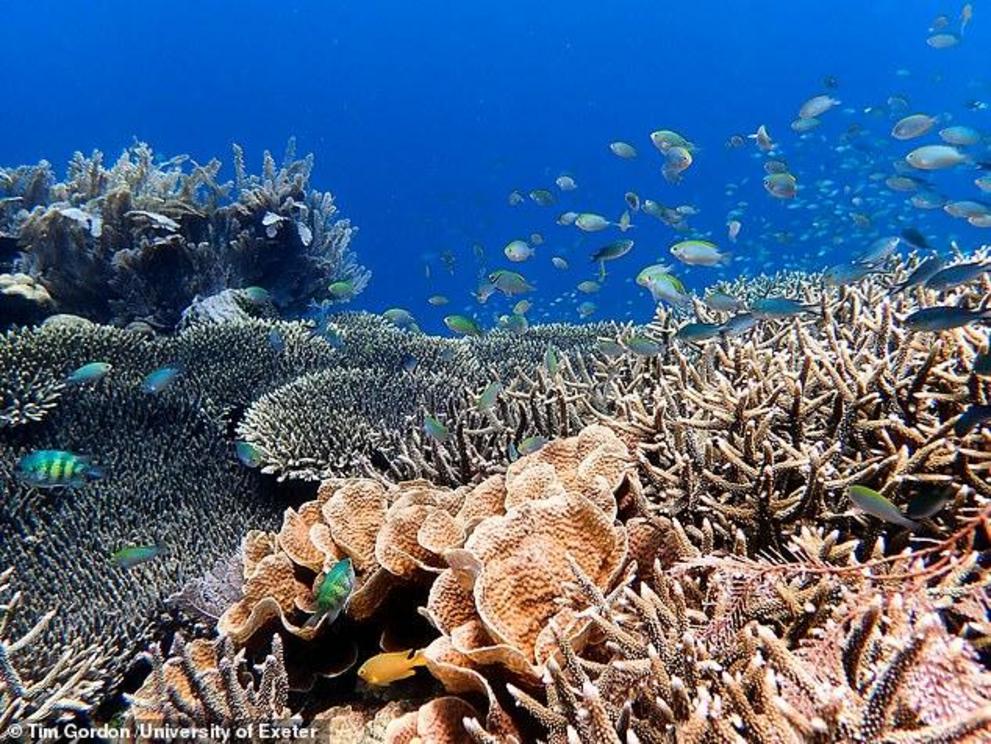'Whilst attracting more fish won't save coral reefs on its own, new techniques like this give us more tools in the fight to save these precious and vulnerable ecosystems,' added Mr Gordon