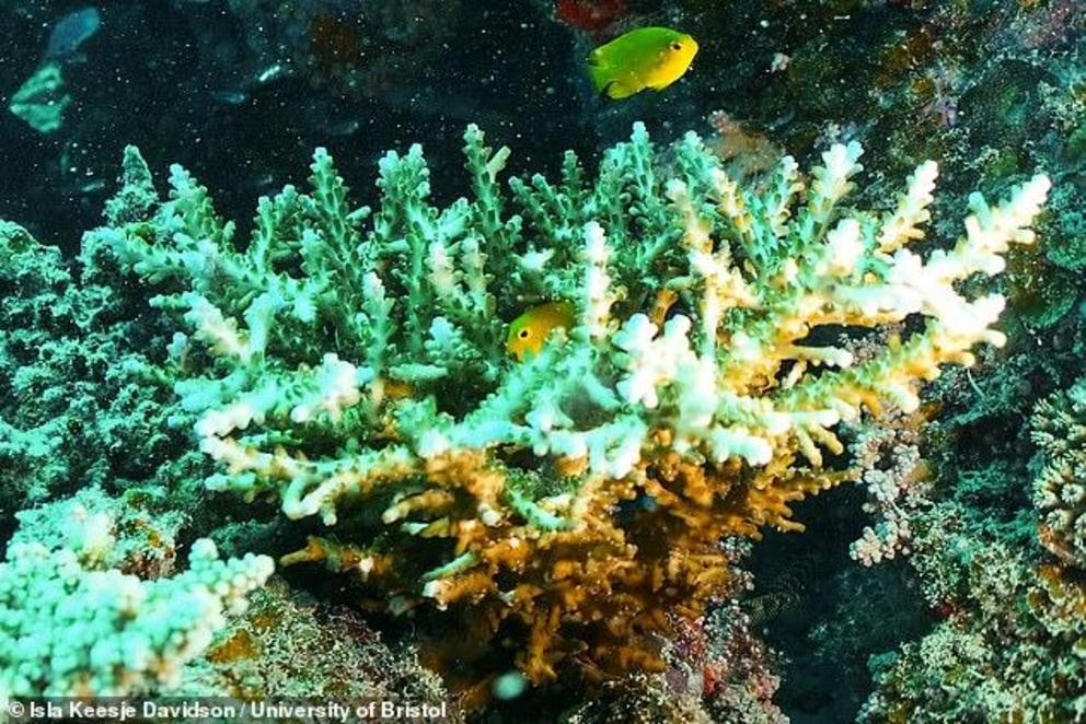 The team found that broadcasting healthy reef sounds doubled the total number of fish arriving onto experimental patches of reef habitat and in doing so increased the number of species present by 50 per cent. Pictured, a coral shelters lemon damselfish