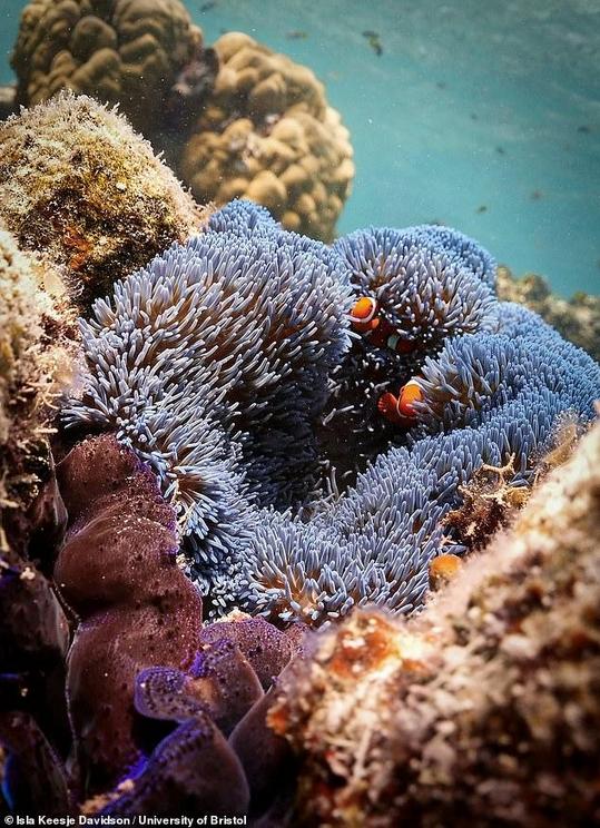 Different species of fish provide different functions on coral reefs, meaning that an abundant and diverse fish population is important for maintaining a healthy ecosystem. Pictured, clownfish shelter amidst the tentacles of an anemone on the Great Barrie