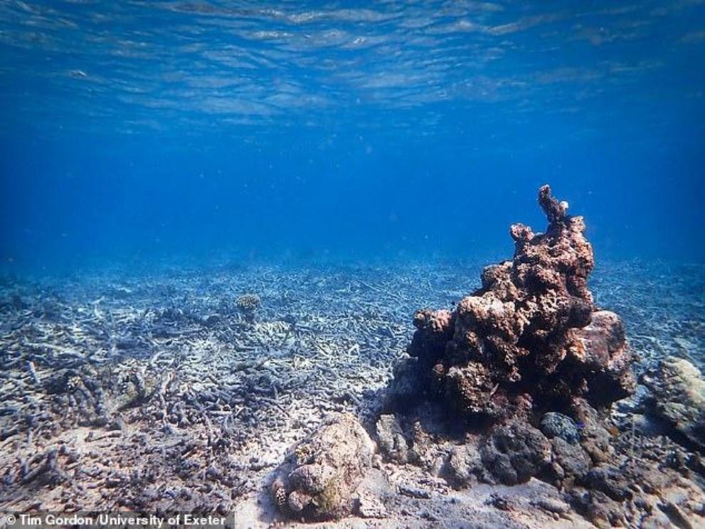 'We still need to tackle a host of other threats including climate change, overfishing and water pollution in order to protect these fragile ecosystems,' warned Bristol University behavioural ecologist Andy Radford. Pictured, a coral rubblefield in Sulawe