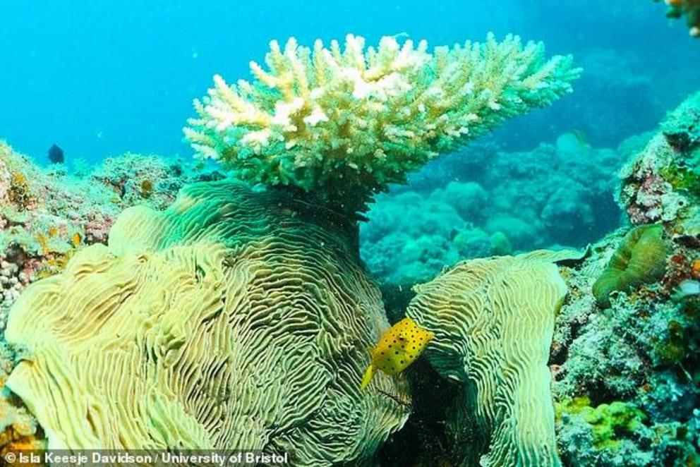 'Fish are crucial for coral reefs to function as healthy ecosystems,' said Mr Gordon. 'Boosting fish populations in this way could help to kick-start natural recovery processes, counteracting the damage we're seeing on many coral reefs around the world.' 