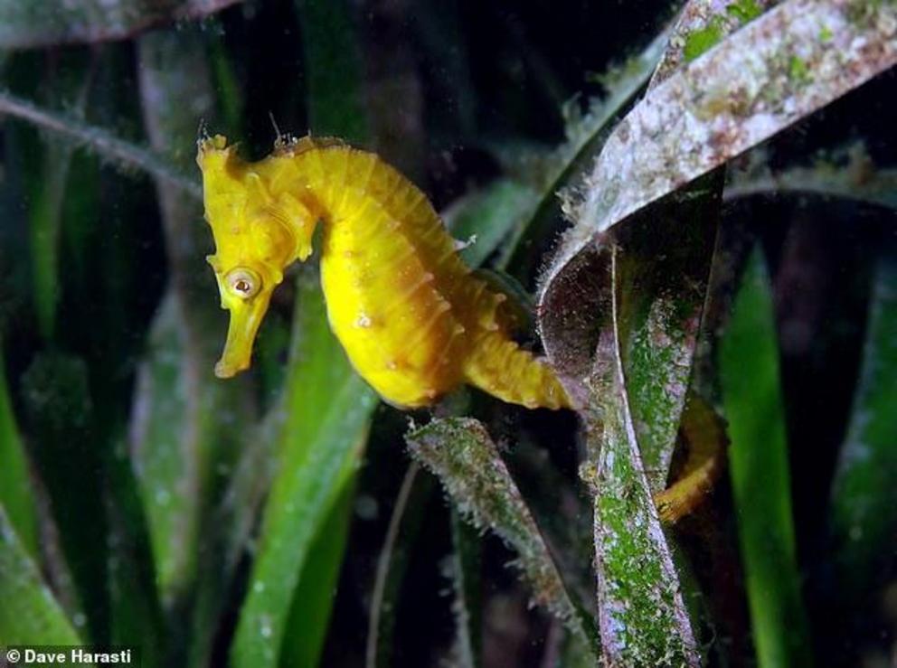 The White's seahorse is deemed Australia's only threatened seahorse species and the second endangered species worldwide. In an attempt to recover declining populations, researchers are designing seahorse hotels that will start as artificial habitats and g