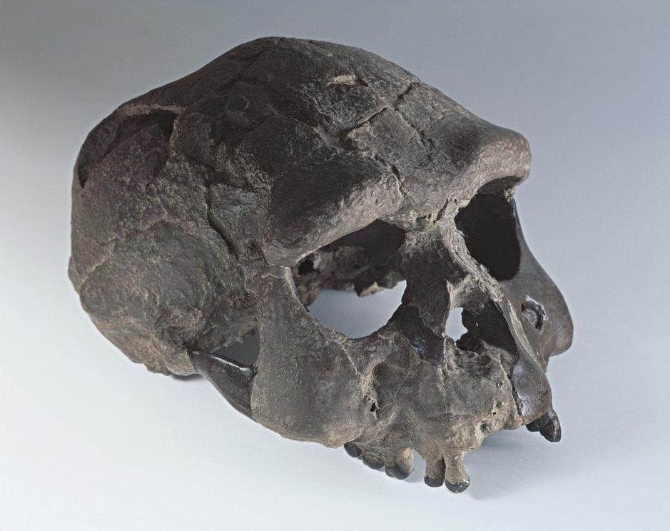 A skull of Homo erectus found in Indonesia, also known as the Sangiran skull, in 1995.