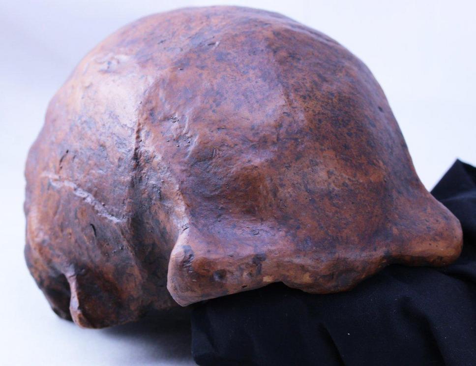 A side view of one of the Homo erectus skullcaps discovered in Ngandong, Indonesia.