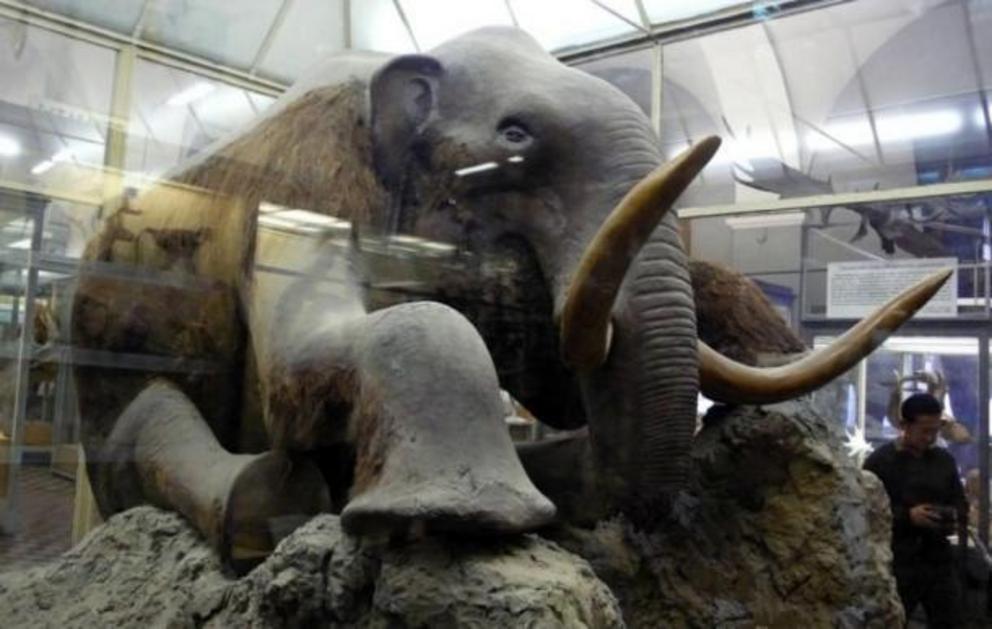 The Beresovka mammoth, except for head, it is an almost wholly preserved, mummified mammoth carcass discovered in Siberia.