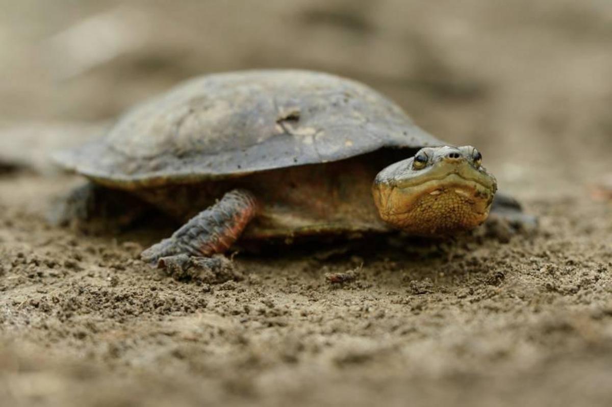 Slice of paradise created for critically endangered toad-headed turtle ...